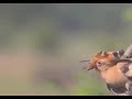 وكأين من دابه لاتحمل رزقها الله يرزقها واياكم بصوت الشيخ عبد الباسط عبد الصمد وكأين من دابه لاتحمل رزقها الله يرزقها واياكم بصوت الشيخ عبد الباسط عبد الصمد