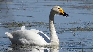 Rozgadane łabędzie krzykliwe / Talkative Whooper Swans