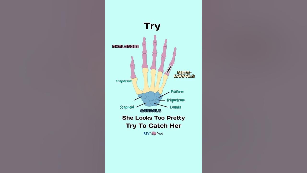 Hand bones mnemonic easiest video to learn youtube