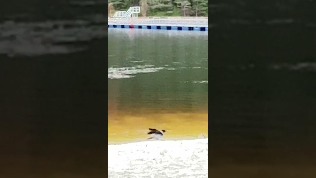 Hooded crow likes ice bathing in autumn 