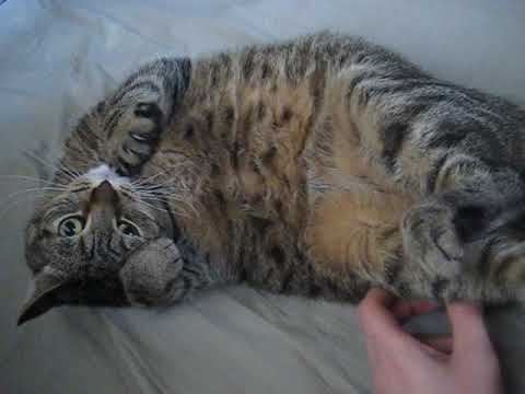 cat แปลว่า Spot belly