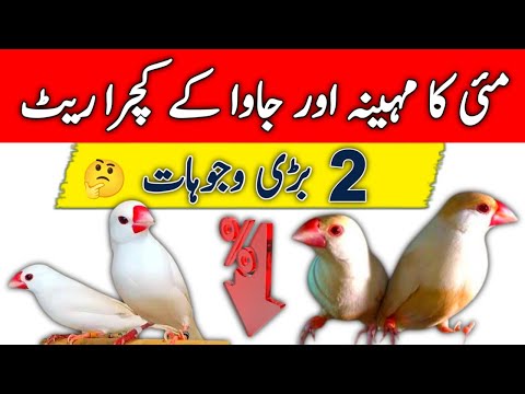 Java Finch New Update May 2025 | Mini Zoo Birds