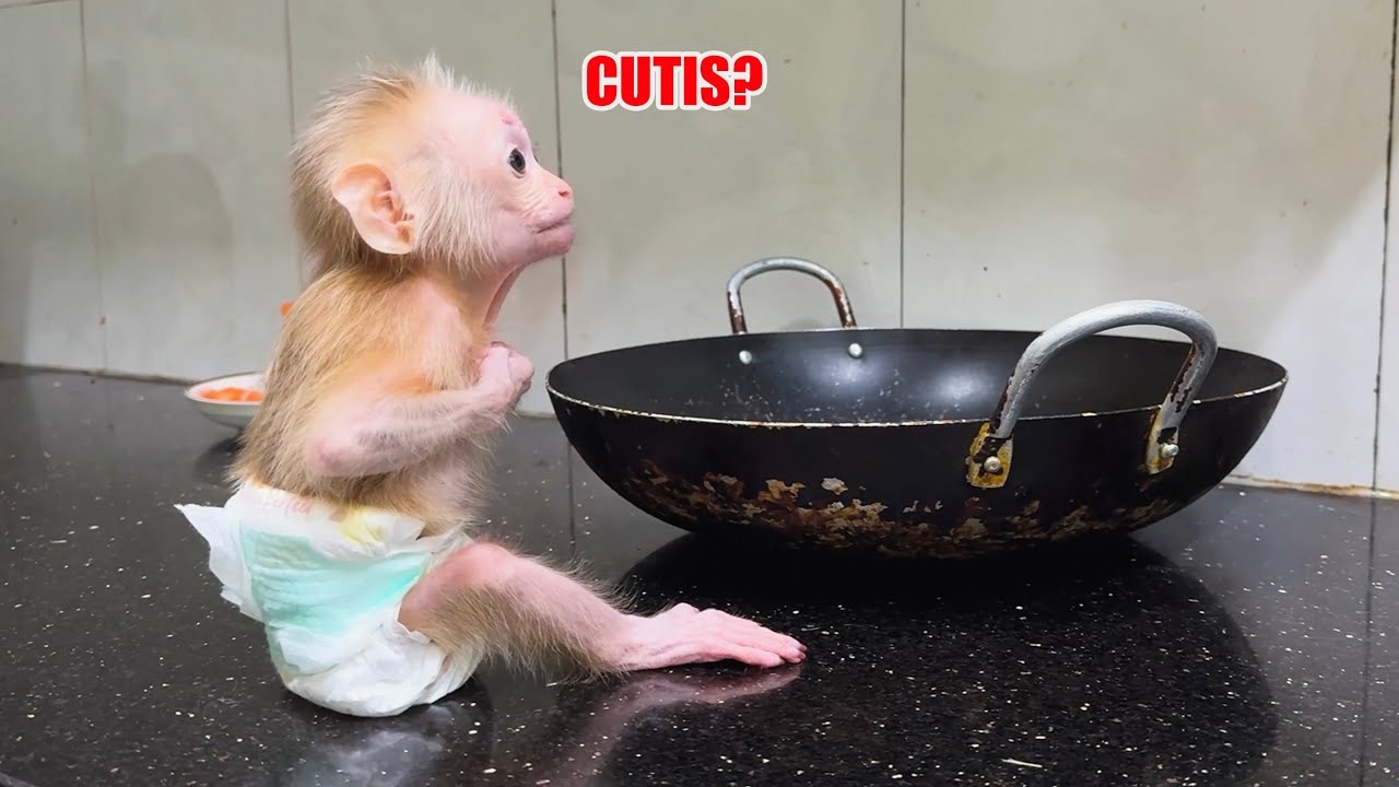 So Sweet! CUTIS Rushes to Help Baby Monkey When He’s Hungry