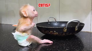 So Sweet Cutis Rushes To Help Baby Monkey When Hes Hungry