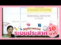 สรุปภาพรวมระบบประสาทใน 10 นาที Mp3 Song