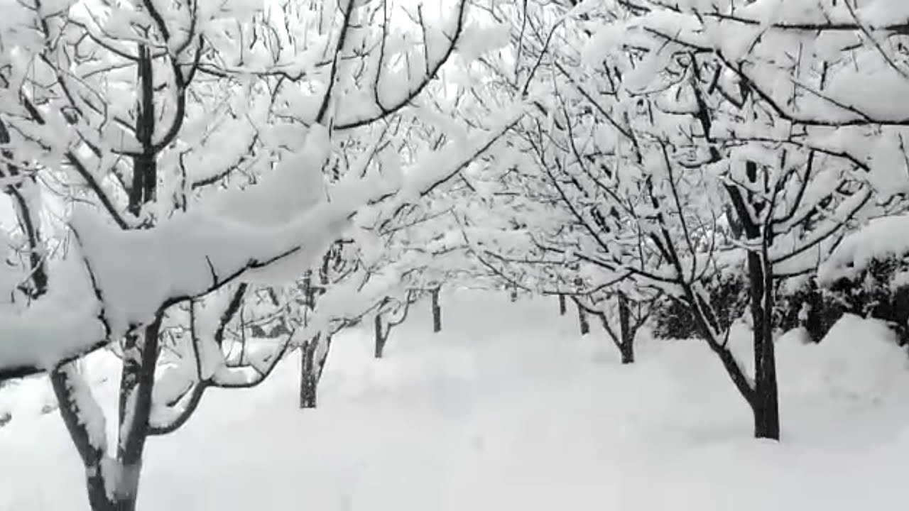 Shimla Narkanda Heavy Snowfall Of The Season January 2020