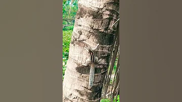 Squirrel Sounds 