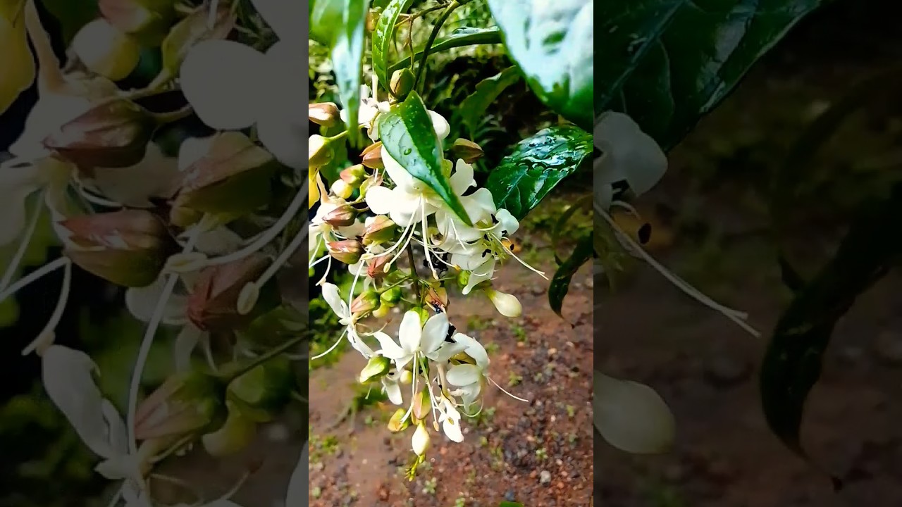 Clerodendrum wallichii || amazingflowers 