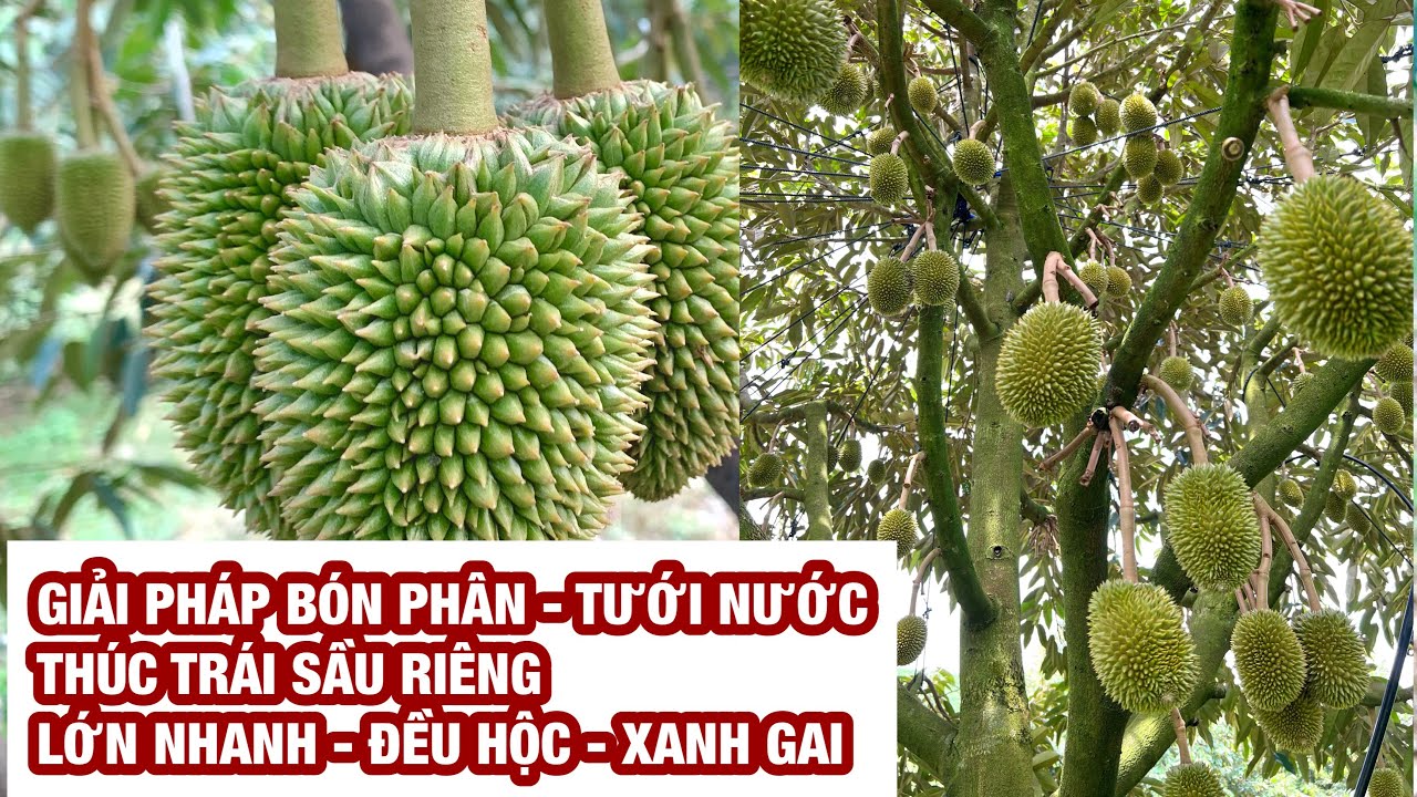 Giải pháp bón phân, tưới nước thúc trái sầu riêng lớn nhanh, nở đều hộc, xanh gai.