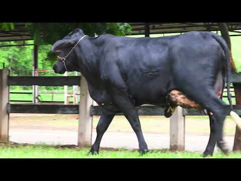 LOTE 11 8165CP