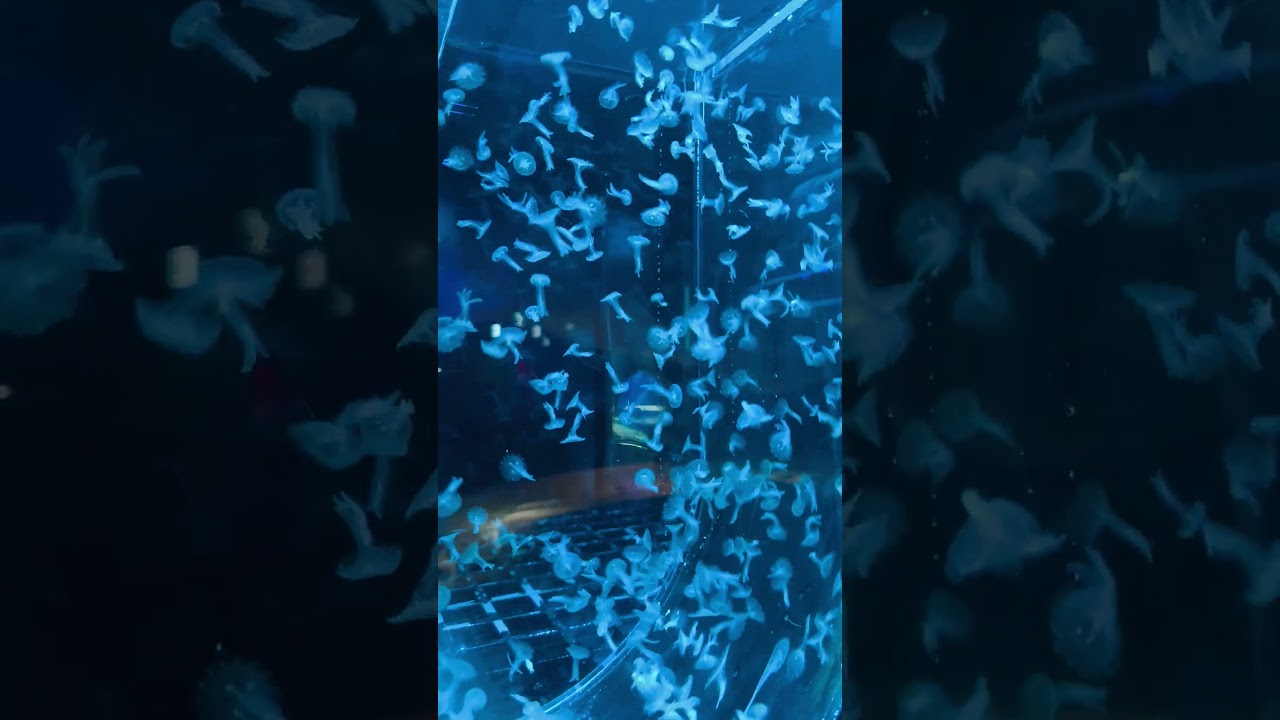 Завораживают медузки в Пхукет ком океанариуме. Нравится? 