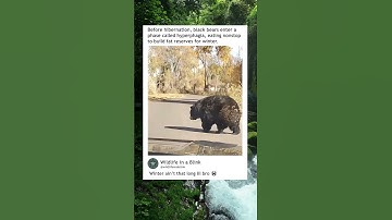 Black bear prepares for hibernation