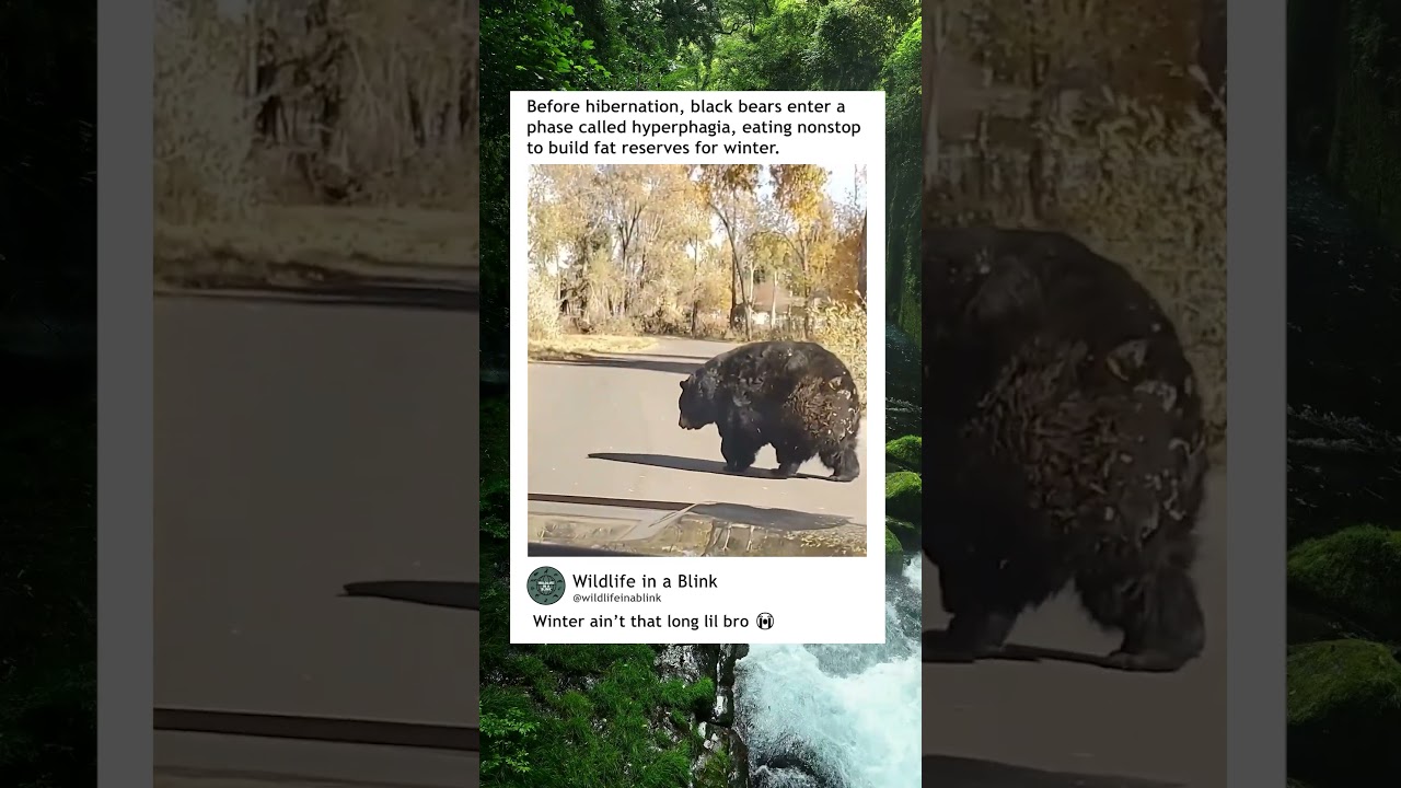 Black bear prepares for hibernation