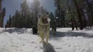 Dog Catches Snow In Slow Motion screenshot 5
