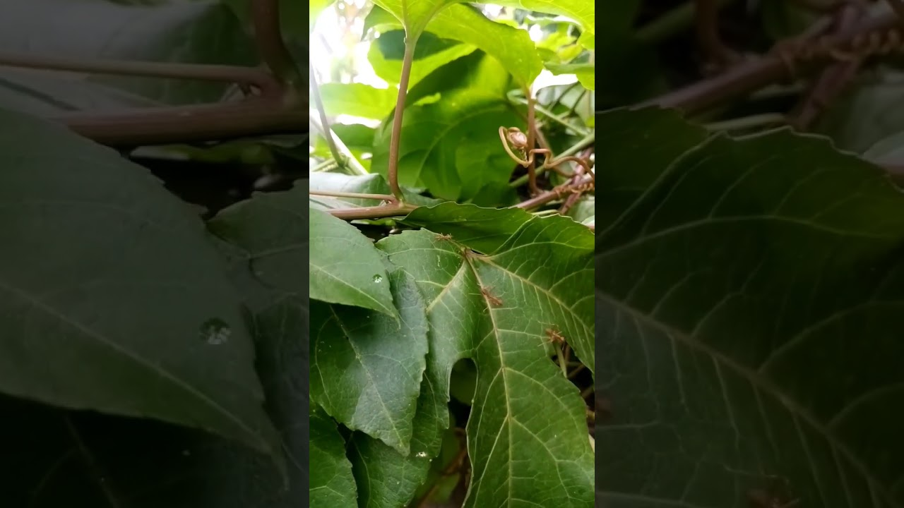 Ant family 🐜🐜🐜