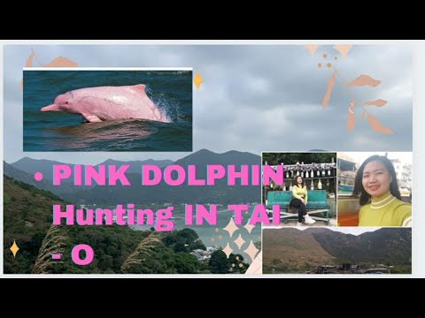 TAI O Fishing Village | Pink Dolphin  hunting