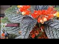 3 preguntas frecuentes de begonia negra Chrysothemis pulchella mi diario de jardin