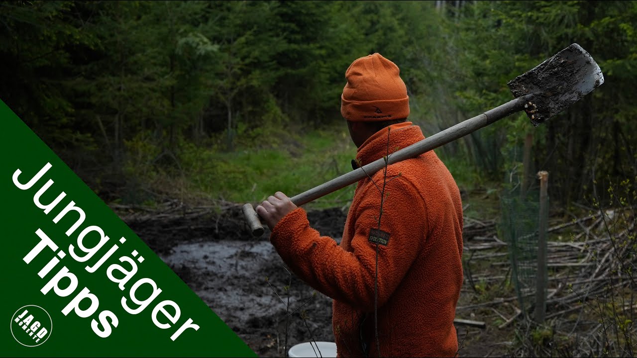 Sauen bei Tageslicht an der Kirrung | Jungjägertipps