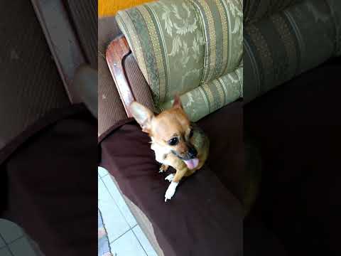 Video: Del veterinario: 3 trucos que podrían salvar a tu Chihuahua