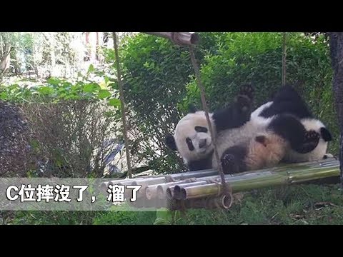 《熊貓早晚安》C位摔沒了，溜了 | iPanda