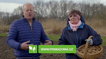 Jak připravit brambory z trouby?