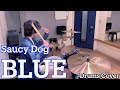 BLUE / Saucy Dog / ドラム【叩いてみた】ドラムカバー