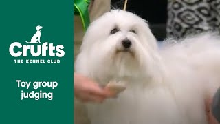 Toy Group Judging | Crufts 2022