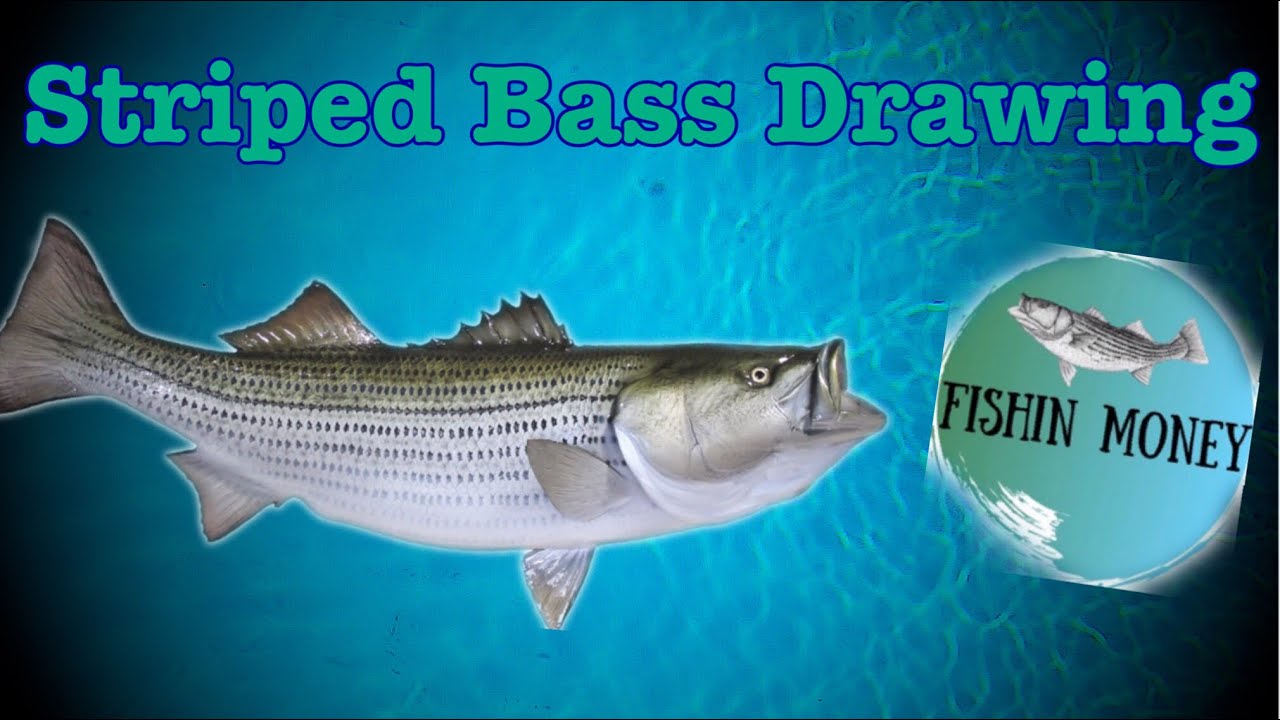 Striped Bass Drawing YouTube