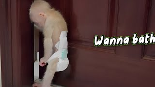 Baby Monkey SUGAR Funny Sneaks into Bathroom Begging Mom Bathing