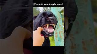 black panther ke secret bate facts #shorts #shortsfeed #new #trending #facts #black panther #viral