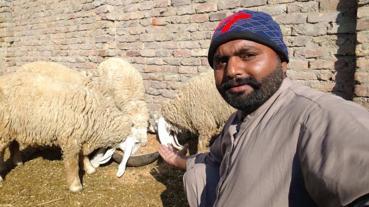 sheeps ko sale karnay ki tayariya start |@shehrmaindihat