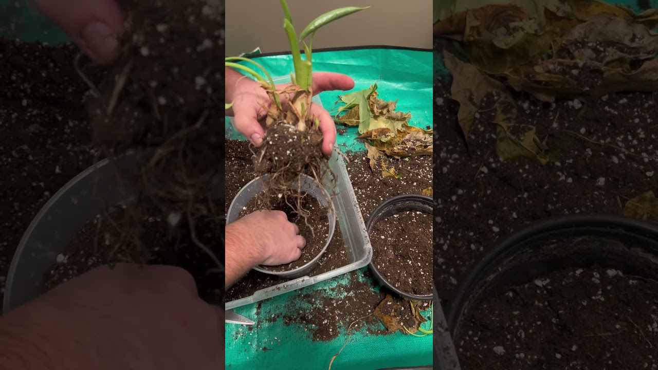 When Your Alocasia Looks Hopeless, Do This 🌿