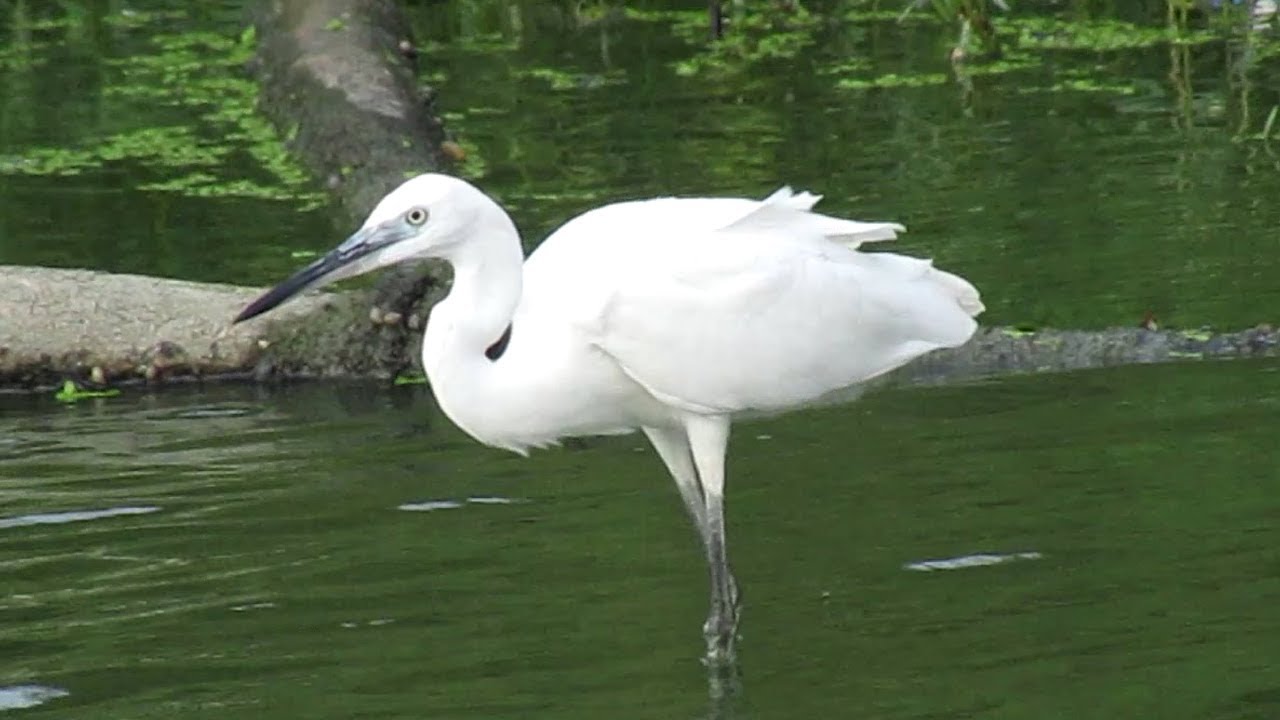 Common birds of India - YouTube