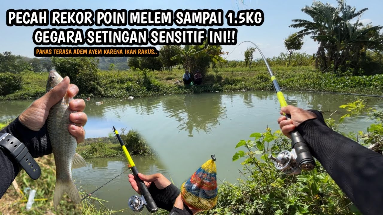 PECAH REKOR KOJA PENUH POIN MELEM 1.5 KG!! Mancing wader dan melem pakainteknik kumbul umpan lumut