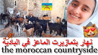 يوم كله طاقة ايجابية نهار بتمازيرتالماعز في البادية المغربية the moroccan countryside