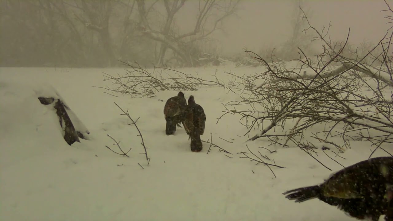 A turkey's guide to situational awareness