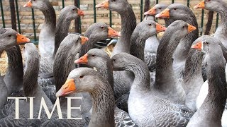 Chefs Fume As New York Lawmakers Pass Bill Banning The Sale Of Foie Gras: 'This Is Idiocracy' | TIME