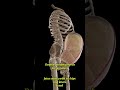 Fetus (Double,footling breech presentation)#explore#pathology#1millionviews#3danimation