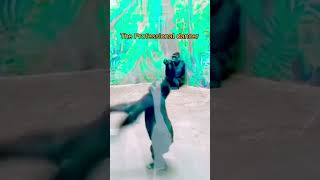 Funny, autistic monkey