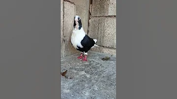 فحل بني اسود على الكيف 