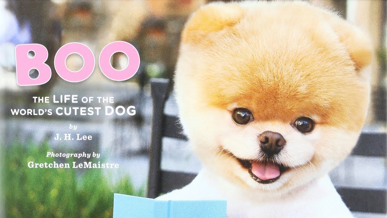 Boo: 🦴 The Life of the World's Cutest Dog