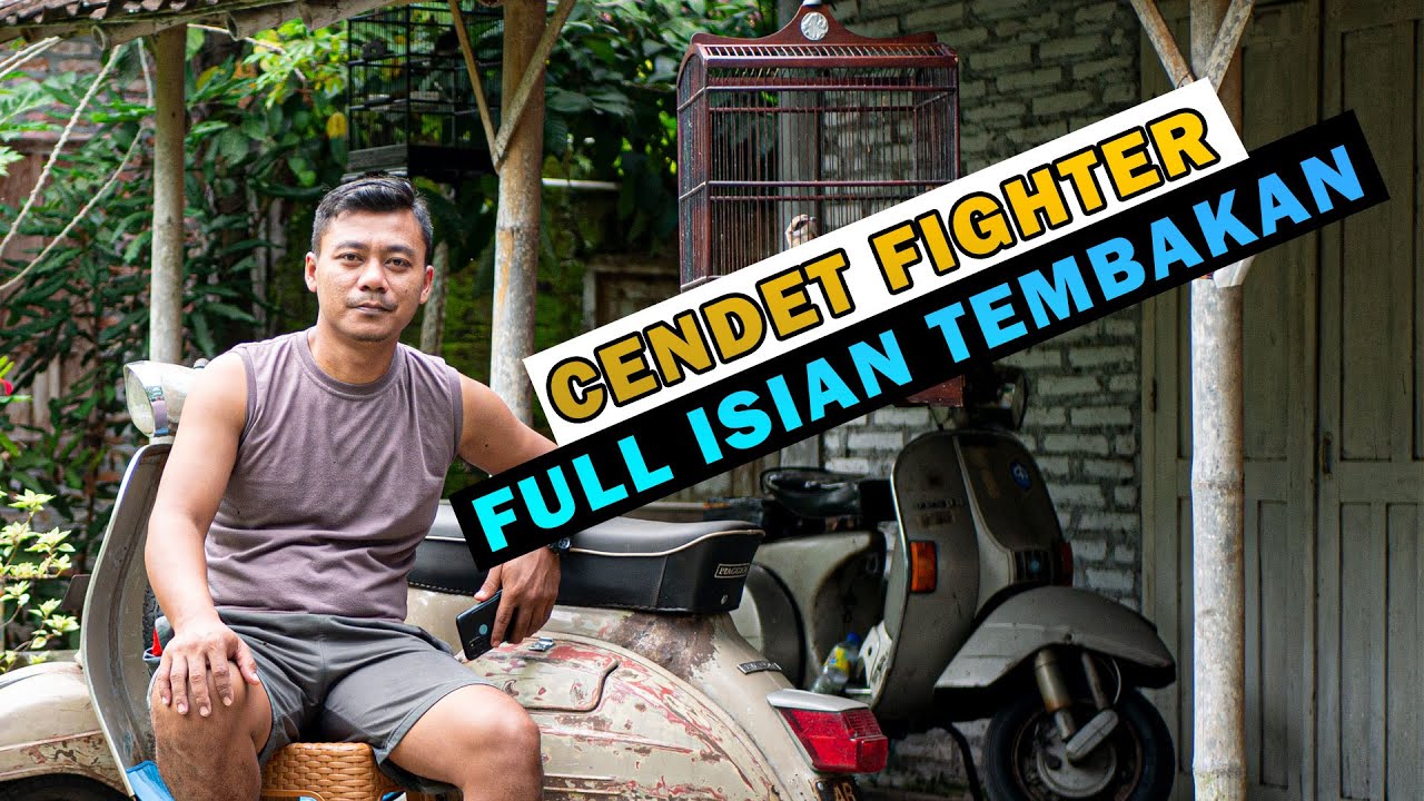 Update Perawatan Tombo Ati Cendet Fighter Dan Mempunyai Isian Tembakan Panjang