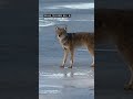 Coyote wanders around Grand Traverse Bay