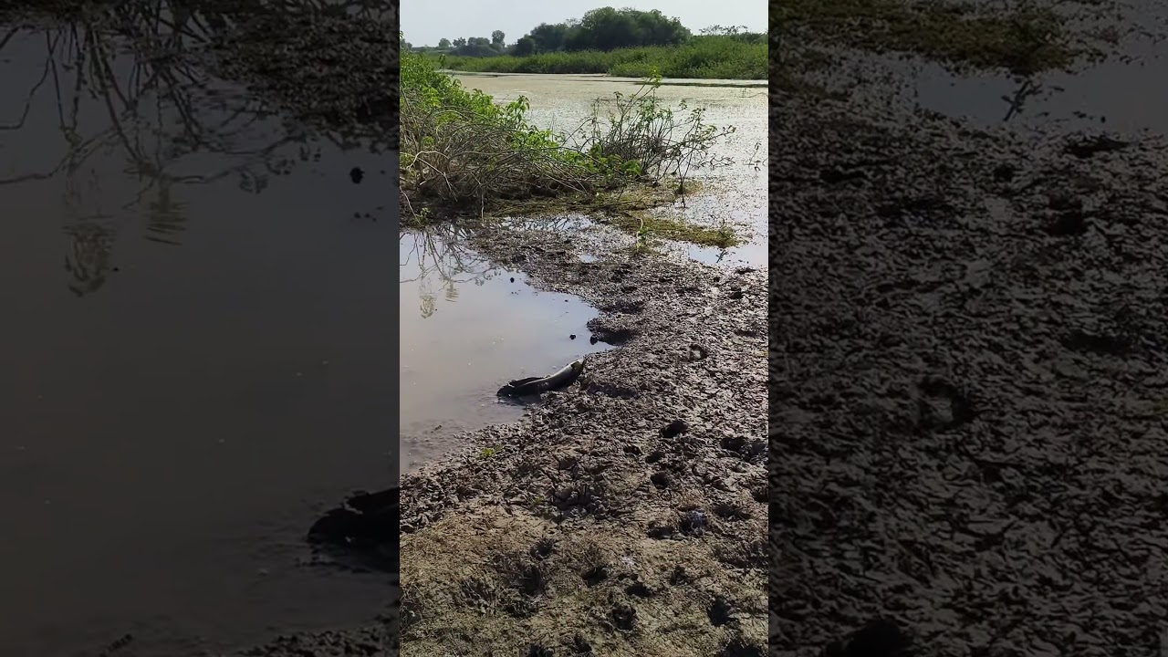 Back to back murrel attack 🔥🔥 