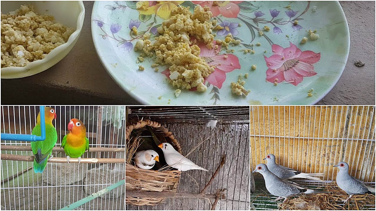 Soft Food for Birds Egg Food for Birds in Winter Season YouTube