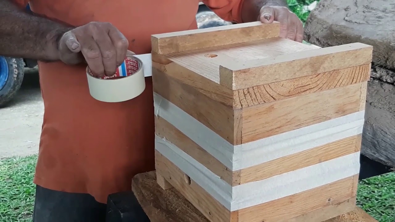 56. Tercera división de colmena Melipona beecheii en 2020