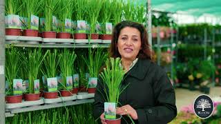 Textură Și Stil Cu Iarba De Pampas De La Bloom Garden