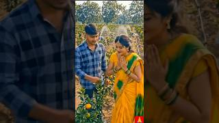 “एक एकड़ में रोबोटिक संतरे की खेती”#shortvideo #shortsfeed