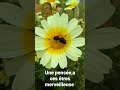 abeilles