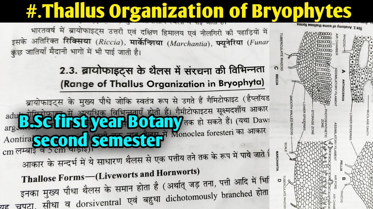 Thallus Organization in Bryophyta || B.Sc first year Botany second semester